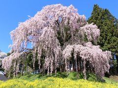 福島の桜はすごかったVol.1（三春の滝桜と周辺の桜の名所を巡ってみました）