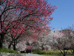 長野県の花巡り・その２（昼神温泉）