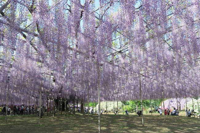 花を見に行くバスツアー、ひたち海浜公園の後はあしかがフラワーパークへ行きました。貸し切りバスで約２時間の移動です。<br /><br />個人で行けば、どちらか一方へ行くだけで精一杯のはず。日帰りで両方へ行く、こんなハードな観光ができるのもバスツアーならではです。<br /><br />実は私、あしかがフラワーパークへ行くのは３度目です。過去２回も藤の季節に訪れました。<br /><br />あしかがフラワーパークは大した所です。行く度に感心します。もとは大藤を公開したことが始まりなのだそうですが、それだけに終わらず、どんどん進化を遂げているのがこのパークのすごい点です。<br /><br />今では一年に８つのテーマを作り、ツツジ・フジの後はバラ・クレマチス・シャクナゲ、その後はアジサイ・花菖蒲など、常に何がしかの花で来園者を楽しませてくれます。それだけではありません。花の少ない冬場はイルミネーションとライトアップをやっています。考えたものですねー。<br /><br />一年を通じていつ行っても楽しめるあしかがフラワーパーク。それに加え、今回、私は驚くべきことを発見しました。花壇の寄せ植えに見苦しい花がらが一つもないのです。いったいどんな手入れをしているのでしょう？<br /><br />日頃、マンションのガーデニングクラブで花壇の手入れをしている私は、花がら摘みが花壇の見映えを左右することを身に染みて感じています。荒れた花壇というものは美しくないものです。<br /><br />きちんと手入れの行き届いた完璧な花々。あしかがフラワーパークは３度目でもやはり感動ものでした。花好きならではの写真や視点もあり、やや入れ込み感の強い旅行記になってしまいましたが、ご覧ください。<br /><br /><br /><br /> ～＊～＊～＊～＊～＊～＊～＊～＊～＊～<br /><br />ツアースケジュール（★印は本旅行記で取り上げた場所）<br /><br />　午前８時半　千葉県の地元を出発<br /> 　　　↓<br />  国営ひたち海浜公園（ネモフィラ・チューリップ鑑賞　120分）<br /> 　　　↓<br />★あしかがフラワーパーク（藤の花鑑賞　120分）<br /> 　　　↓<br />★午後９時（予定より２時間遅れ）　地元着 