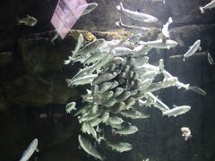 2017 GW9日間の東北旅行1日目～棚田と加茂水族館～