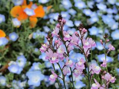 ぶらっと散策昭和記念公園、初夏の花に癒されて