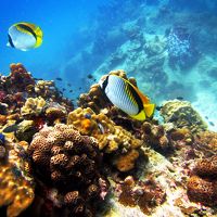 タイ・サムイ島「二日目・ダイビング初日編」　