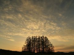 ＧＷは北の大地で春探し（3）青い池～上富良野ドライブと富良野の桜、美瑛の夕日