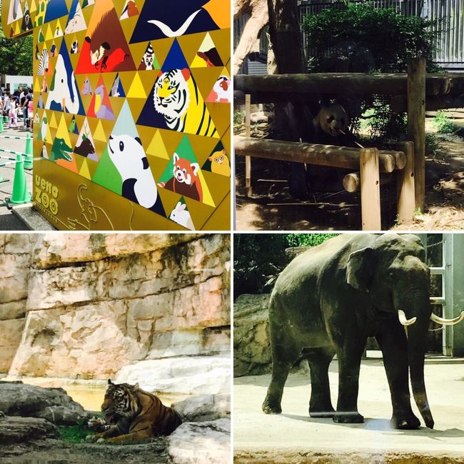 ブラジル人家族を連れて上野動物園に行ってきました！