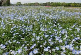 2017春、蒲郡と浜松の花巡り(6/16)：浜松(1)：浜名湖ガーデンパーク(1)：ネモフィラ