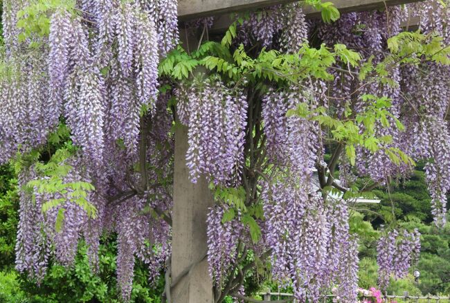 2017春、蒲郡と浜松の花巡り(4/16)：蒲郡(4)：ほぼ満開のツツジ、竹島の眺望