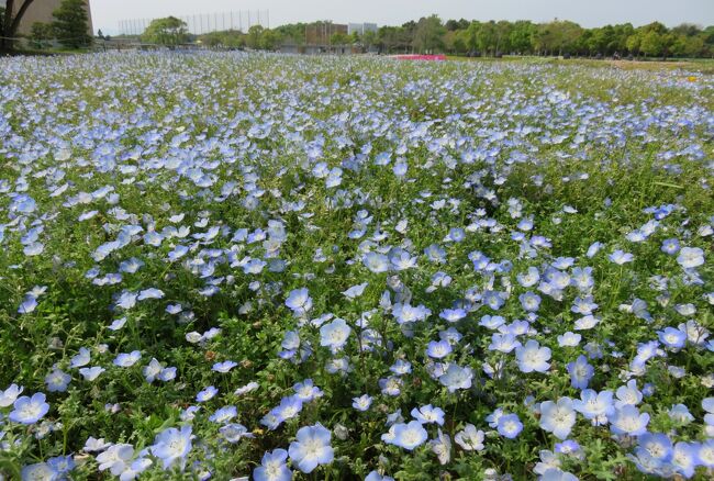 蒲郡と浜松の花巡りです。浜松げ最初に見学したのは、2004年4月から10月まで浜名湖花博の会場として使用され、その後一旦クローズ、再整備されて、2005年6月再オープンした公園です。