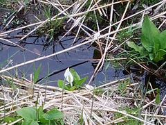 長門牧場 ～ 女神湖までハイキング　- 中央分水嶺-１