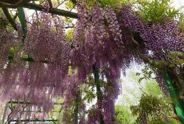 2017春、蒲郡と浜松の花巡り(9/16)：浜松(4)：浜名湖ガーデンパーク(4)：藤棚、牡丹