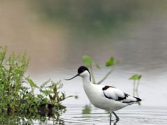 野鳥撮影記録（２０１７年５月）その９