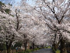 見頃を迎えた長瀞の桜を見に出かけました