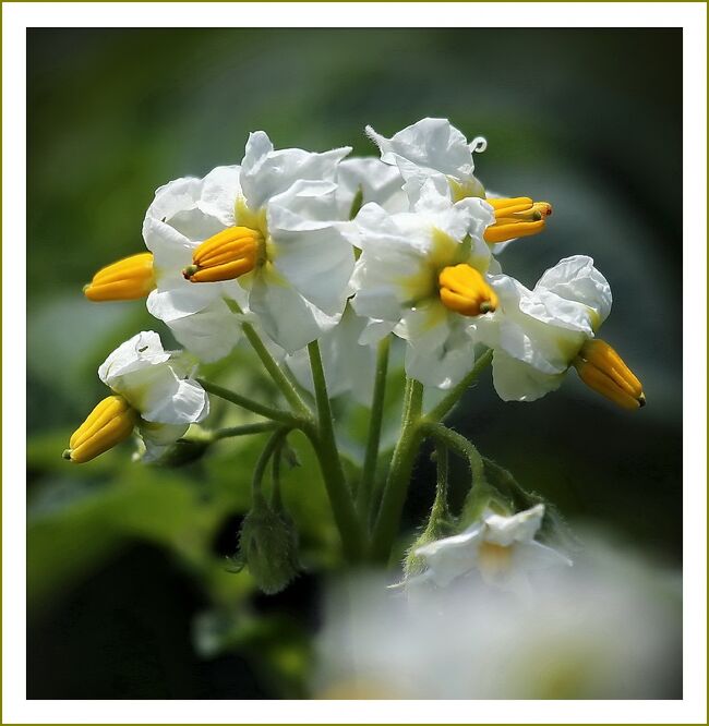 ■安芸津のじゃがいも「マルアカ」が白い花をたくさん咲かせていました。<br /><br />▽安芸津のじゃがいも「マルアカ」／広島県東広島市安芸津町<br />　日本一おいしい！と評価の高い安芸津町木谷・赤崎地区のじゃがいも。明治末期からジャガイモの栽培が盛んで、安芸津は以前レンガづくりの盛んな地域でした。<br />　その原料レンガ色の「赤土」は、鉄分とミネラルが豊富で水持ちの良い粘土質ですが、水はけが早いという特徴があります。赤土で育ったじゃがいもはマルアカと呼ばれます。<br />　安芸津のじゃがいもは、独特の赤い粘土質の畑で、でんぷん質が多く、実は柔らかくて、きめ細かく甘みのある高級じゃがいもブランドとして全国的に有名です。<br />　特に赤崎地区のじゃがいもは、温暖な気候と瀬戸の潮風を受け、独特な赤レンガ色をした、肥沃な赤土で栽培されています。さらに、低農薬、酵素栽培によりデンプン質の含有量が増したホクホクでヘルシーな大変おいしいじゃがいもです。<br />　安芸津のじゃがいもは、春ばれいしょが６月始めから7月まで、秋ばれいしょが１１月下旬から12月までの間に収穫されます。<br />　また、5月下旬から6月にかけて、白と黄色のコントラストが鮮やかなかわいい花が咲きます。花言葉は「慈善」「慈愛」「情け深い」「恩恵」です。<br /><br />▽ジャガイモ語源と由来 <br />　ジャガイモは南アメリカが原産地で、新大陸発見後の千五百六十年から七十年代に、メキシコからスペインに伝えられたといいます。<br />　日本へは慶長年間（１５９６年～１６１５年）に、オランダ船によってジャガタラ（インドネシア・ジャカルタ）から、長崎に伝わったといわれます。<br />　ジャガイモの語源は、『ジャガタラ（ジャワ島）から伝えられたので、最初は「ジャガタラ芋」といったが、それが略されて「ジャガイモ」となった』そうです。<br /><br />【　手記　】<br />　じゃがいも畑訪問記です。今回は異様に膨らんだストレス発散の意味もあって、制限時間はあるものの、買い物ついでに、安芸津のジャガイモ畑までドビューンと走って参りました。ストレス発散が多少できたかな。<br />　と言うのも、現在のわたくしはと言うと、歩行困難な義母の介護生活で睡眠不足状態に陥っており、体調が下降気味で心身ともに疲れ果てております。通院・炊事・洗濯・掃除・雑用と大変ツライ介護の日々です。<br />　介護認定が出るまでは、お医者さんや訪問看護師さんや社会福祉士さんの助けを得ながらガンバらねばと思っております。介護認定が出ると介護施設（老人ホーム）へ入居できます。<br />　ここ10年で、12回ほど入院した義母、ずっと世話をしてきましたが、徐々に介護度が増していくと、老男ひとりの力ではどうしようもなくなり、このたび致し方なく施設に入ることになりました。<br />　日本の高齢化社会の現実をＴＶの特集でもやっていましたが、高齢者が超高齢者の面倒を見ていく生活なんてたいへん難しいことです。<br />　でも、本音を言うと、ほんとうに情けなくもあり、毎日顔を見れなくなると思うとさみしくもあります。