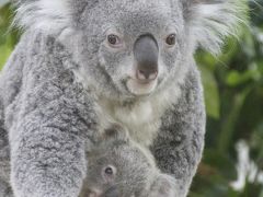 我が地元・埼玉のバラ園と動物園めぐりの夏日の初夏の週末（２）埼玉こども動物自然公園（前編）コアラ特集：赤ちゃんのニーナちゃんに会いたくて＆お嫁入り前に最後に会えたエミちゃん