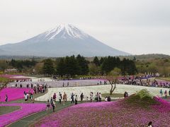 富士芝桜まつり～予報では晴れだったのに～