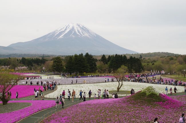 ５月の連休最終日に富士芝桜まつりの会場に行って来ました。<br />天気予報では晴れと出ていたのにずっと曇天でしたが・・・<br /><br />