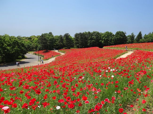 JR青梅線西立川駅直結、国営昭和記念公園で3月25日（土）～5月28日（日）の間開催されているフラワーフェスティバル2017に行ってきました。この公園は1977年に米軍から全面返還された立川航空基地（立川飛行場）の跡地の一部170 haに、昭和天皇在位50年を記念して造られたもので、1983年に開園し、現在では市民の憩いの場となっている一方、災害時における立川市と昭島市の広域避難所にもなっています。<br />今回の最大の目的は180万本のシャーレーポピー畑でしたが、その他ヤグルマギク・カリフォルニアポピー・リナリア・カスミソウからなるミックスフラワー畑、盆栽苑、スイレン等も見学してきました。<br /><br />付録に盆栽に関する説明を加えましたので、お時間とご興味のある方はご覧ください。<br />