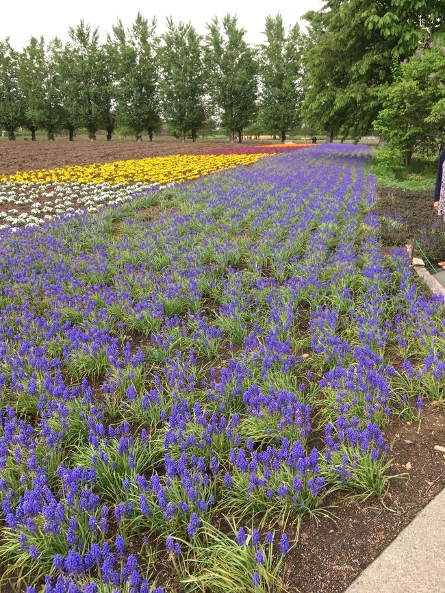 　私の息子の修学旅行に合わせて、旅仲間と、お花と温泉で癒されてこよー！と道央方面1泊2日の旅をしてきました～