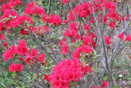 2017春、蒲郡と浜松の花巡り(14/16)：浜松(9)：浜松市フラワーパーク(3)：ヤマブキ