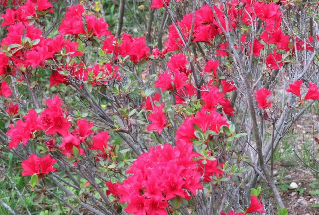 2017春、蒲郡と浜松の花巡り(14/16)：浜松(9)：浜松市フラワーパーク(3)：ヤマブキ