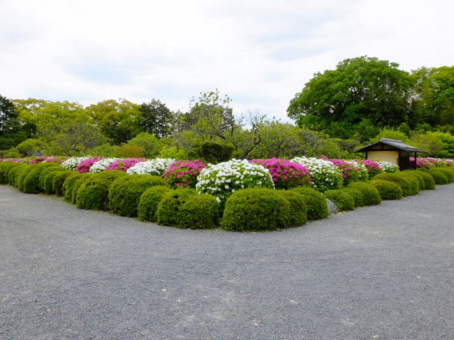 随心院　5月3日ツツジを狙っての撮影です。<br />参道のツツジと小野梅園を囲むツツジ<br />そして中庭のキリシマツツジと石楠花を狙います。<br /><br />追伸<br />私事ですがスマホに突然先週5日間で迷惑メールが多い時は<br />一日4件あり合計10件ほど送信されてきました。<br />最近はメール文言も巧妙になり先週のメールで多かったのは<br />「貴方の口座に振り込みをします。ご自由にお使い下さい」<br />下部にリンクのアドレスが貼ってありました。<br />このようなメールの特徴は○○様や△△です。（差出し人名）<br />もなく直接内容に入ります。<br />12日（日本では15日）に問題となったランサムウェアの一種かと思いますが昨日報告されたものですとデータを人質として金銭を要求するものばかりではないようです。<br />もしデータを人質に取られた場合修復は無理ですのでなるべく外付けのハードディスクなどにバックアップされることをおすすめします。<br />システムはバックアップCDで再度セットアップできるとしても<br />写真や音楽などは修復できません。<br />知らないメールや記憶に無いメルアドは絶対に開かないようにしましょうね！ちなみに先週義父からのアドレス変更のメールを迷惑メールに報告しそうになりました（笑）<br />