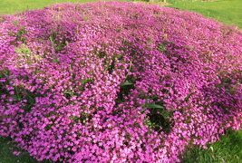 2017春、蒲郡と浜松の花巡り(16/16)：浜松(11)：浜松市フラワーパーク(4)：里桜、藤