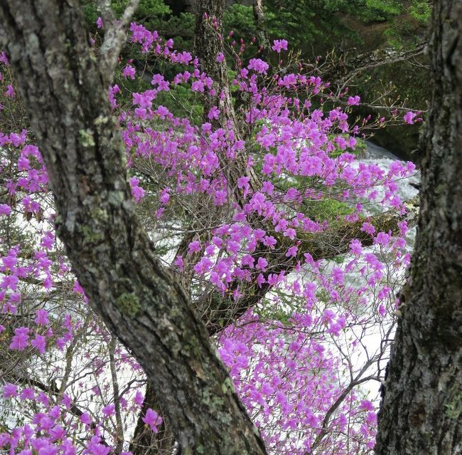 （竜頭の滝,トウゴクミツバツツジ）<br /><br />春は奥日光の季節です。特に五月から七月にかけて種々の花が次々と咲いてきます。今回はシャクナゲとトウゴクミツバツツジ中心に廻ります。<br /><br />特に自生、群生、国産シャクナゲにこだわる筆者としては湯の湖西岸は欠かせないポイントのひとつとなります。今回もう一つの目玉は千手が浜に勝道上人の開いた千手観音堂が再建されたこと。<br /><br />西ノ湖周辺は今月24日にも熊が出没しているので注意が必要です。見上げれば山端や日陰にはまだまだ残雪があります。<br /><br />　<br />　・楚々として石楠花のあるそこに在る<br /><br />　・寂しさに悲しみ重ね残り雪<br /><br />　・故郷のクラスメイトの幼顔<br />　　　浮いては消えてまた浮かぶ　　-悠遊人-