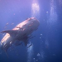 タイ・サムイ島三日目「ダイビング2日目・ジンベエザメ遭遇編」　