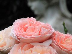 太田市　アンディ＆ウィリアムスボタニックガーデン再び　　バラの香りあふれるすてきなお庭
