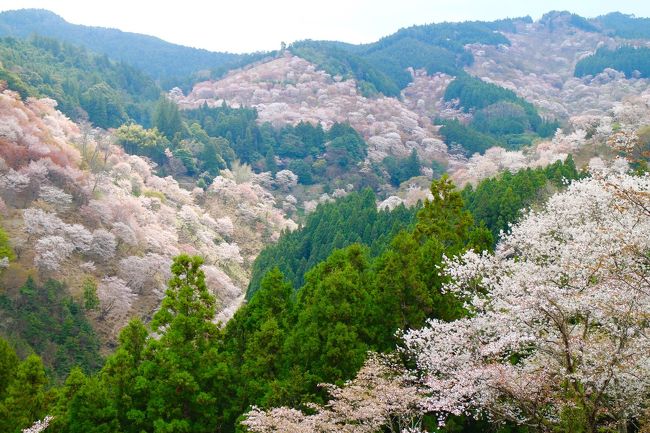 奈良に一人旅に行ってきました。<br />今回の目的は、吉野・金峯山寺の蔵王権現の特別開帳。<br /><br />数年前に放送されたJR東海の「いまふたたびの奈良へ」CMを観て興味をもったものの、開帳時期が春と秋という観光シーズン真っ只中で敬遠していましたが、ちょうどANAのSKYコインの有効期限が切れそうだったので、覚悟を決めて4月の桜がちょうど満開時期を狙って行くことにしました。<br /><br />無理すれば日帰りでも行けますが、桜シーズンの吉野は一年で最も混雑する時期なのであまり無茶はできず、余裕を持って一泊することに・・・<br />と思っていたのに、折角なので行ったことがない法隆寺や、久しぶりの明日香にも足を運ぼうと計画を立てたら、結局きつきつパンパンな予定となってしまいました。