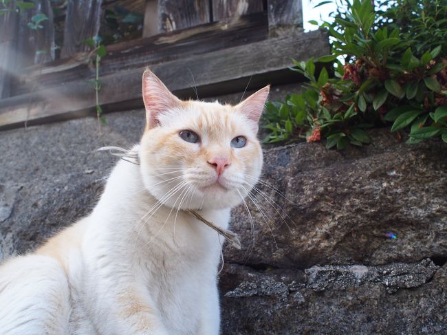 母と行く、初夏の広島２泊３日の旅②　～尾道は猫天国だった～