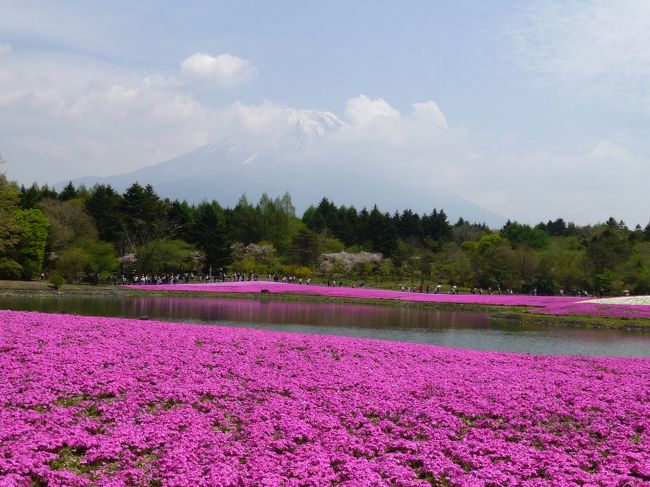 芝桜と富士山のショットが撮りたくて出かけたものの天気には恵まれず・・・でも芝桜は満開でした！<br />
