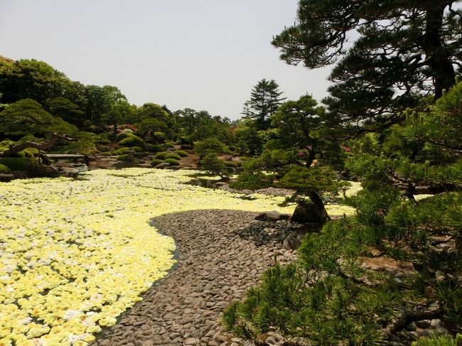 島根県にある大根島の由志園へ<br /><br />ずいぶん前から見てみたかった牡丹で埋まる日本庭園に<br />いってきました<br />たまたま私たちが行った日は一日限定の黄色の牡丹池の日でした<br />他の日はピンク系です<br />こちらもみてみたいな！