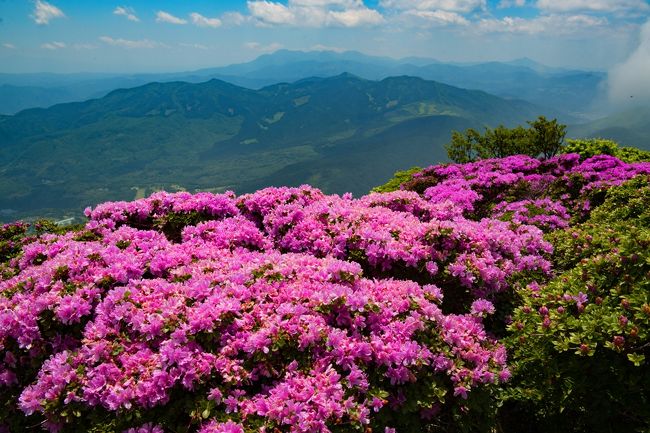 　 経塚山に引き続き、鶴見岳でもミヤマキリシマが見ごろを迎えました。<br />　ミヤマキリシマは九州の火山性高山に自生するツツジの一種です。1m程度の低木で、概ね5月下旬から6月中旬に、 枝先に2～3個ずつ紫紅色・桃色・薄紅色の花をつけます