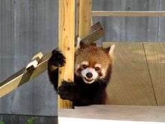 初夏のレッサーパンダ紀行【１】 とくしま動物園　キナコちゃん、お嫁入りおめでとう！！ ＆ ソラお父さんが可愛らし過ぎる件