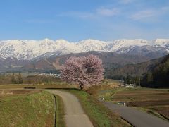 2017年GW　信州・白馬の野平の一本桜を見に行ってみました