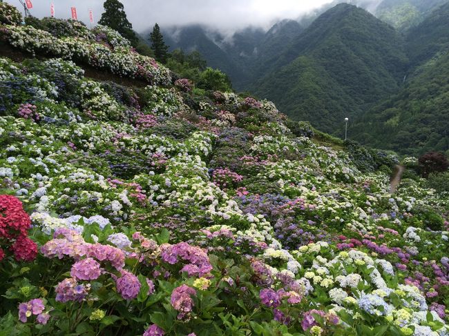 四国中央市新宮中野では、毎年６月下旬の日曜日に「新宮あじさいまつり」が開催されます。<br /><br />私が訪れたのは平日でした～<br /><br />駐車料無料<br />モノレール500円（乗らなくても徒歩で観光できます）<br /><br />行く途中、道は狭く対面車と離合できない車道あります。<br /><br /><br />