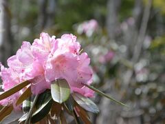 甲武信ヶ岳日帰り登山(西沢渓谷・徳ちゃん新道ピストン)