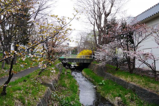 札幌に行く機会が多くなると、あちこちの知人から「あそこの桜いいよ～」とのプチ情報をもらうことが多くなり、どんなものか回ってみることに。<br />地元民が愛する桜の名所と、札幌の有名どころの桜の名所、二日かけて回ってみました。<br /><br />★５月４日★<br />　　・札幌農試公園（西区八軒）<br />　　・新川通桜並木<br />　　・モエレ沼公園<br />　　・平岡樹芸センター（豊平区平岡）<br /><br />★５月５日★　　ドニチカ切符を利用して地下鉄移動<br />　　・寒地土木研究所（豊平区平岸）<br />　　・中島公園<br />　　・北海道神宮<br />　　・大通公園<br />　　・北大構内<br />　　・百合が原公園