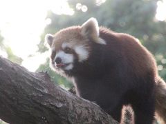 我が地元・埼玉のバラ園と動物園めぐりの夏日の初夏の週末（３）埼玉こども動物自然公園（後編）久しぶりのカンガルー広場＆ちょうど目覚めたタイミングのレッサーパンダたち～リチャードソンジリスはバックヤードで元気だとの朗報が得られた小動物コーナー