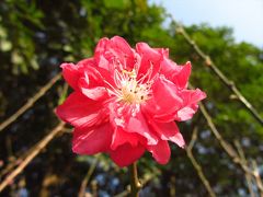 深セン福田区★桃の花を見に行ったけど　＠　蓮花山公園