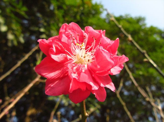 お天気が良かったので蓮花山公園へ。<br />桃の花を見に、桃花林に行ったのですが<br />全く咲いていなくてがっかり…