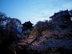 2017 第１4回上田城「千本桜まつり」　『御美事』　聞きしに勝る美しさ！