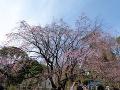 ０７．年度替わりの鎌倉１泊　六義園（りくぎえん）その１　三分咲きのしだれ大桜　園内散策