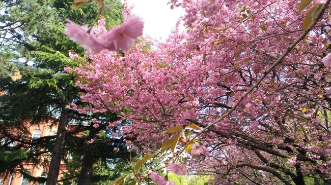 GW明けに函館に行く機会がありました。ソメイヨシノのピークは過ぎていましたが、遅咲きの桜に間に合いました。台湾から始まったSAKURA TRIPも函館が最後。また来年のこの季節を楽しみに一年頑張ります。