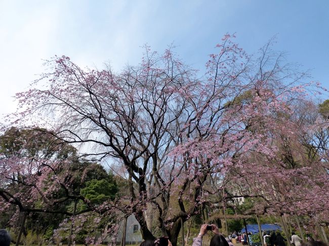 この日の朝の情報番組の中継を六義園からやっていて、高さ約１５ｍ幅約２０ｍのしだれ大桜が見頃を迎えはじめていると言っていました。<br /><br />そこで、外天（かいがいてん）で満足の昼食のあと、徒歩すぐの六義園（りくぎえん）を訪ねます。<br />