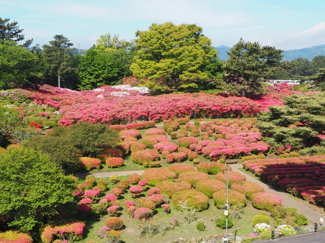 ２０１７年５月６日、伊豆旅行の最初の目的地は小室山です。ＧＷ中はツツジ祭りをやっていて、久しぶりに訪れました。<br />まだ早朝で、駐車場も空いておらず、随分と手前の公園に停める事になりました。エクシブの権利を買った頃ですので、３年前は結構感動しましたが、今回はイマイチ感動も薄れています。それでも、機材はよくなっているので、写りはまあまあでしょうか。