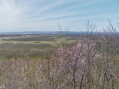 日本で一番遅い桜を見に釧路まで