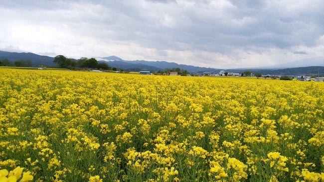 　小諸を散策しよう。<br />　中央本線、石和温泉で一泊し、小淵沢で小海線に乗り換え、野辺山下車、ヤツレンの直売所に寄り、再び小海線に乗車、北中込に二泊、一日小諸を歩きまわり、最終日は、佐久市役所近くの菜の花畑、滑津「旧中込小学校」、小淵沢の道の駅に立ち寄りました。<br />　今回小諸は動物園に限り、懐古園、街歩きは別の旅行記で投稿しようと思います。　