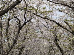 2017.5 やっと来た！満開の戸田記念墓地公園の桜、の前に平岡梅林も満開だ～！