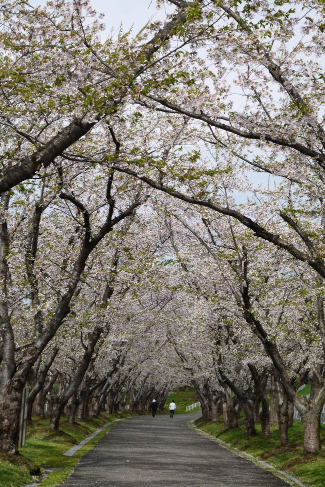 今年の連休は、あちこちの桜巡り。<br />と言っても有名どころではなく、近場の桜巡りだったけど、その場所なりの見え方もあってなかなか楽しい桜巡りでした。<br /><br />そしてその集大成ともいうべきラストを飾るのは、もう何年越し？の石狩は厚田村の戸田記念墓地公園。<br />ここは某宗教団体の墓地公園なのですが、ここにお墓がある知人から写真を見せられてあまりの見事さに一度は訪れたいと思っていました。<br />札幌近郊の桜が終わったころに見ごろを迎えるけど、満開の時期を読むのが難しい。<br />初めて行った時には、5月中旬にも関わらず、まだつぼみもやっと付いたばかりという感じで、その後もそんなこんなでまだ満開の桜にはお目にかかってなかった。<br /><br />今回、やっとやっと念願の満開の時期に行くことが出来ました。<br />ものすごく広大な敷地に一体何本の桜？というくらい桜・桜の山に度肝を抜かれてしまいました。（笑）<br /><br />と、その前に、せっかく札幌まで行ったんだからと、平岡梅林もちょうど満開となったし、百合が原公園のムスカリとチューリップも満開になったし、ということで、またまた花めぐりとなりました。